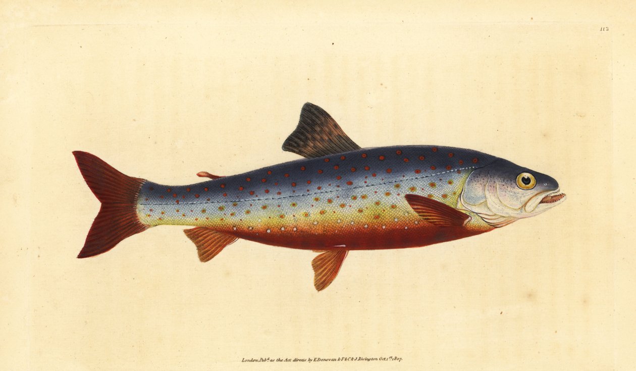 Arctische zalm, Salvelinus alpinus alpinus. Handgekleurde koperplaat getekend en gegraveerd door Edward Donovan uit zijn Natural History of British Fishes, Donovan en F.C. en J. Rivington, Londen door Edward Donovan