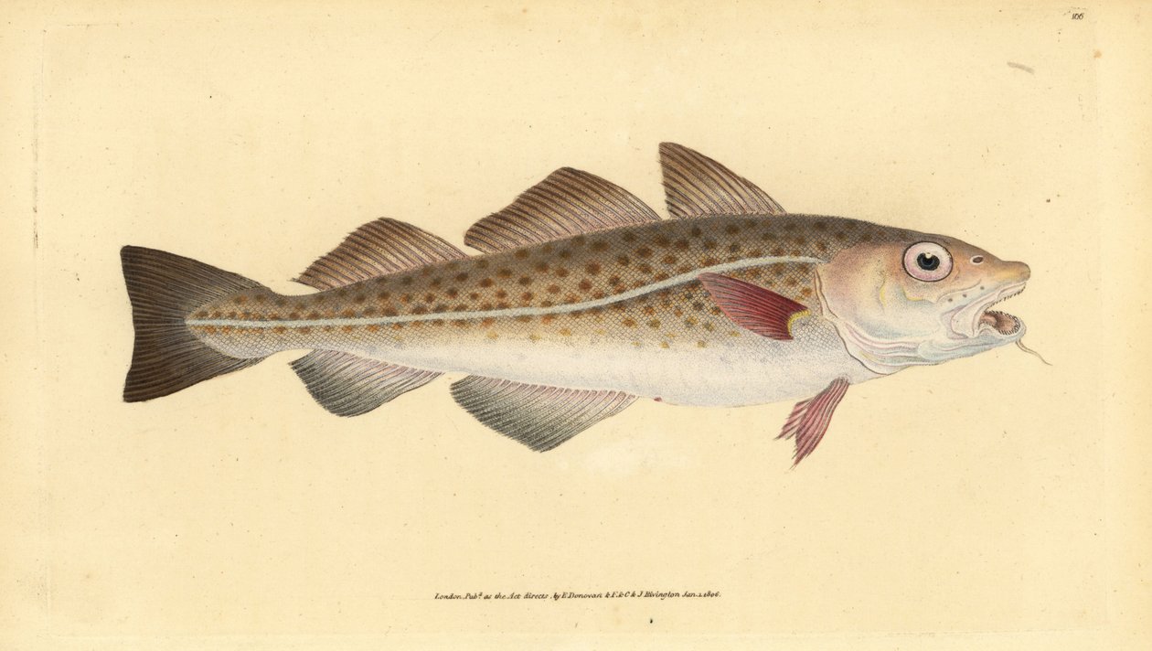 Atlantische kabeljauw of kabeljauw. Gadus morhua. Kwetsbaar. Handgekleurde koperplaat getekend en gegraveerd door Edward Donovan uit zijn Natural History of British Fishes, Donovan en F.C. en J. Rivington, Londen door Edward Donovan