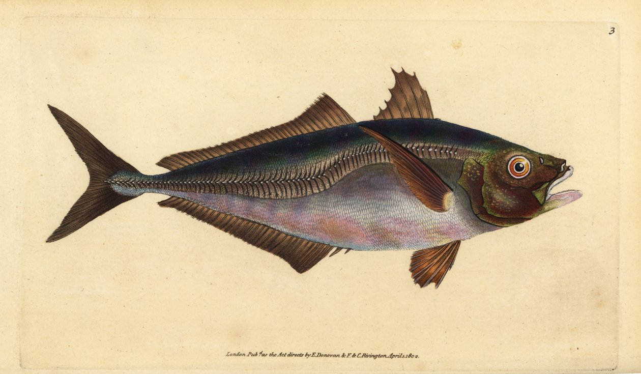 Atlantische horsmakreel, Trachurus trachurus (Horsmakreel, Scomber trachurus). Handgekleurde kopergravure getekend en gegraveerd door Edward Donovan uit zijn Natural History of British Fishes, Donovan en F.C. en J. Rivington, Londen door Edward Donovan