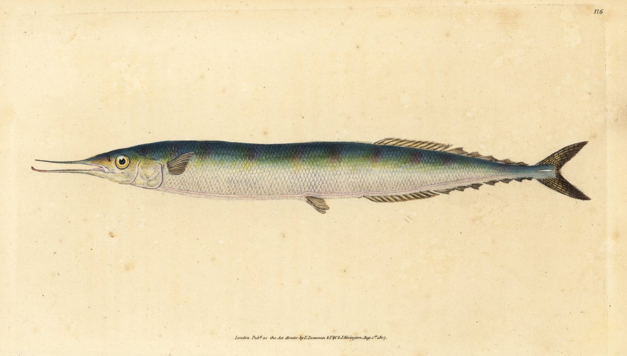 Atlantische makreel, Scomberesox saurus saurus door Edward Donovan