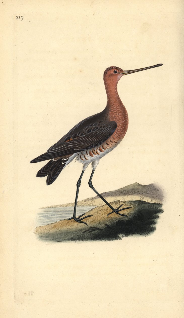 Rosse grutto (mannetje), Limosa lapponica door Edward Donovan