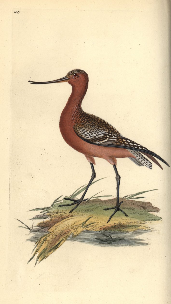 Rosse grutto, Limosa lapponica door Edward Donovan