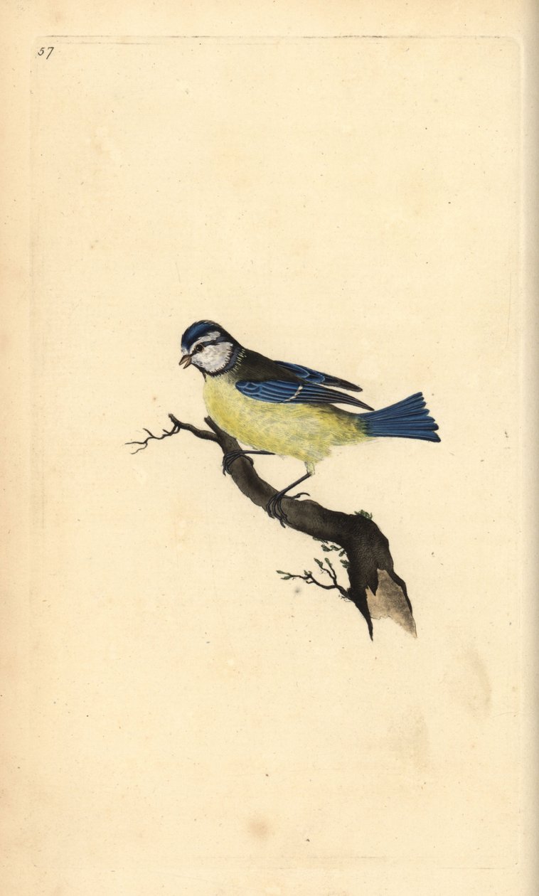 Pimpelmees, Cyanistes caeruleus. Handgekleurde koperplaat getekend en gegraveerd door Edward Donovan uit zijn eigen Natural History of British Birds, Londen door Edward Donovan