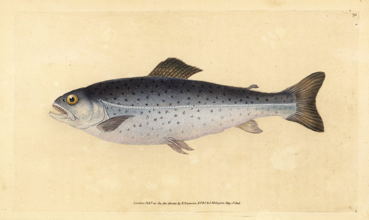 Bruine forel, Salmo trutta (Sewen, Salmo cambricus). Handgekleurde koperplaat getekend en gegraveerd door Edward Donovan uit zijn Natural History of British Fishes, Donovan en F.C. en J. Rivington, Londen door Edward Donovan