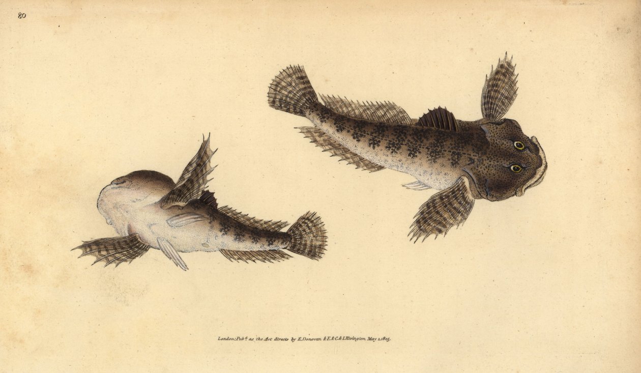 Rivierdonderpad, Cottus gobio door Edward Donovan