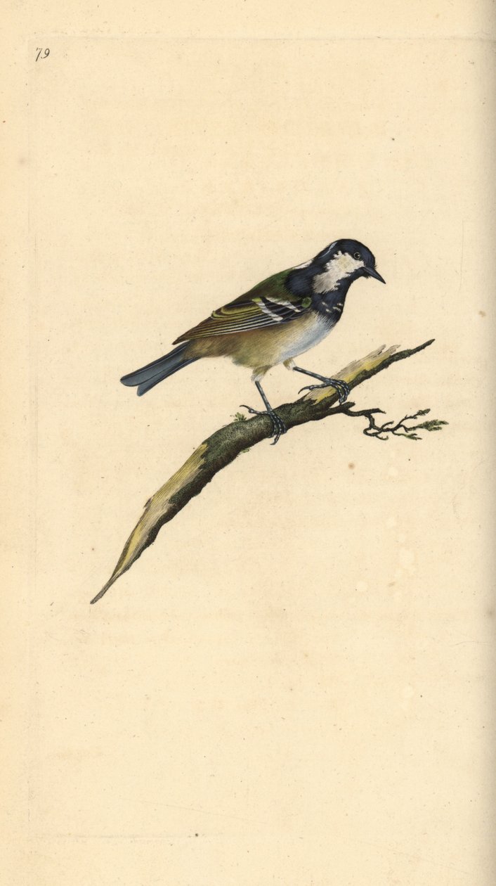 Zwarte mees, Periparus ater. Handgekleurde koperplaat getekend en gegraveerd door Edward Donovan uit zijn eigen Natural History of British Birds, Londen door Edward Donovan