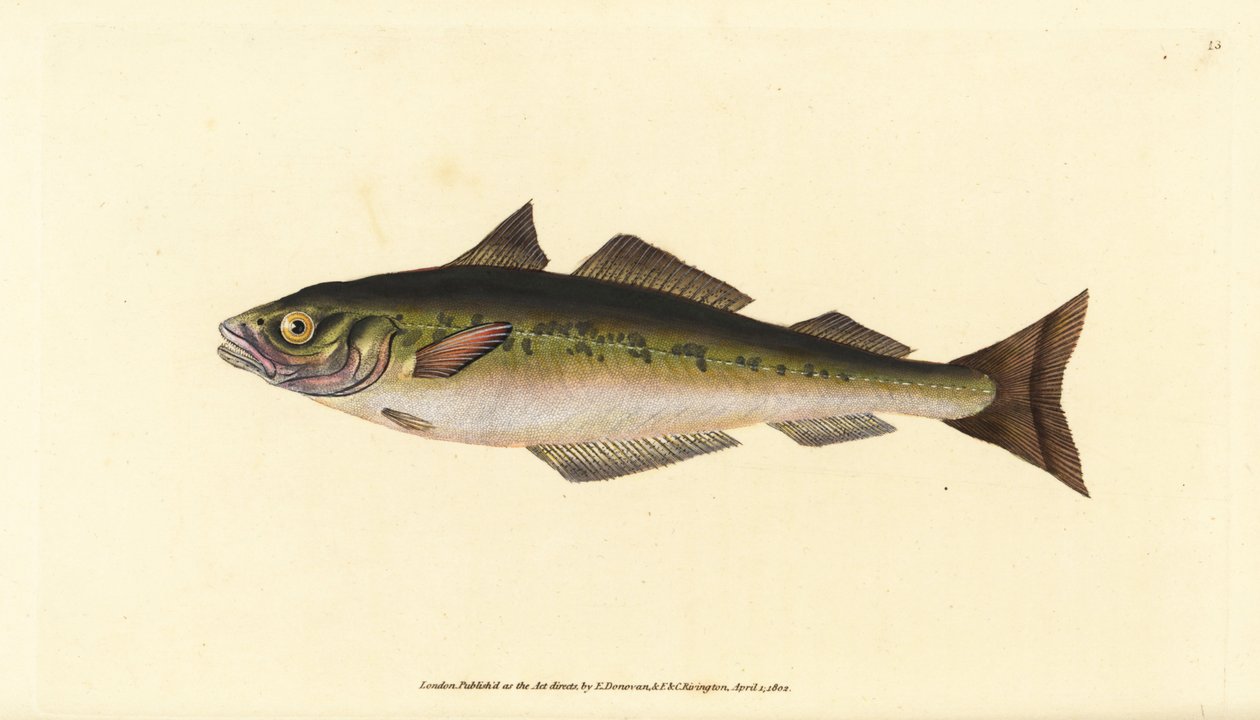 Koolvis of wijting, Pollachius virens (Gadus carbonarius). Handgekleurde koperplaat getekend en gegraveerd door Edward Donovan uit zijn Natural History of British Fishes, Donovan en F.C. en J. Rivington, Londen door Edward Donovan