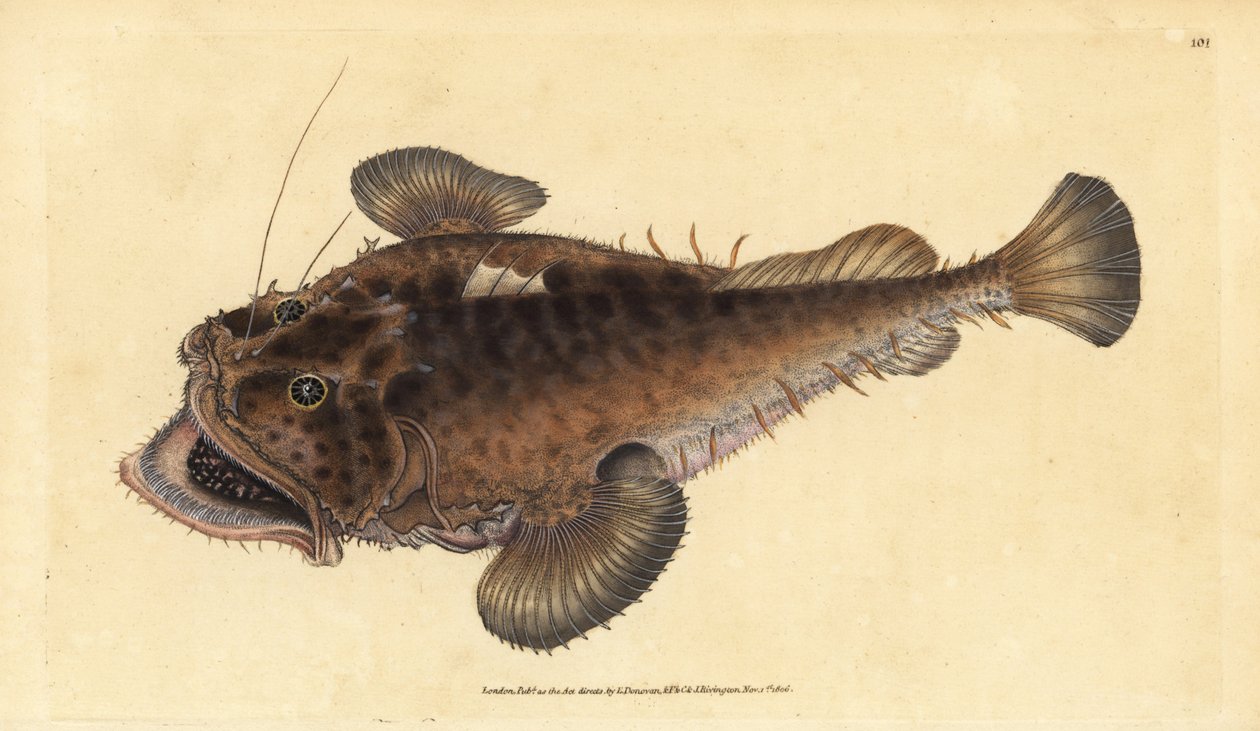 Zeeduivel, Lophius piscatorius door Edward Donovan