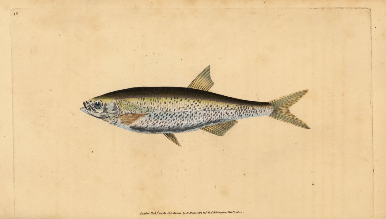 Alver, Alburnus alburnus (Cyprinus alburnus). Handgekleurde kopergravure getekend en gegraveerd door Edward Donovan uit zijn Natural History of British Fishes, Donovan en F.C. en J. Rivington, Londen door Edward Donovan
