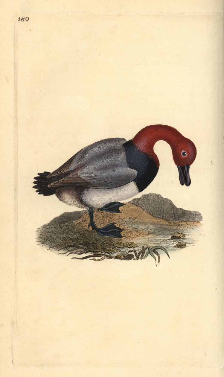Tafeleend of roodkopwigeon, Aythra ferina (mannetje). Handgekleurde koperplaat getekend en gegraveerd door Edward Donovan uit zijn eigen Natural History of British Birds, Londen door Edward Donovan