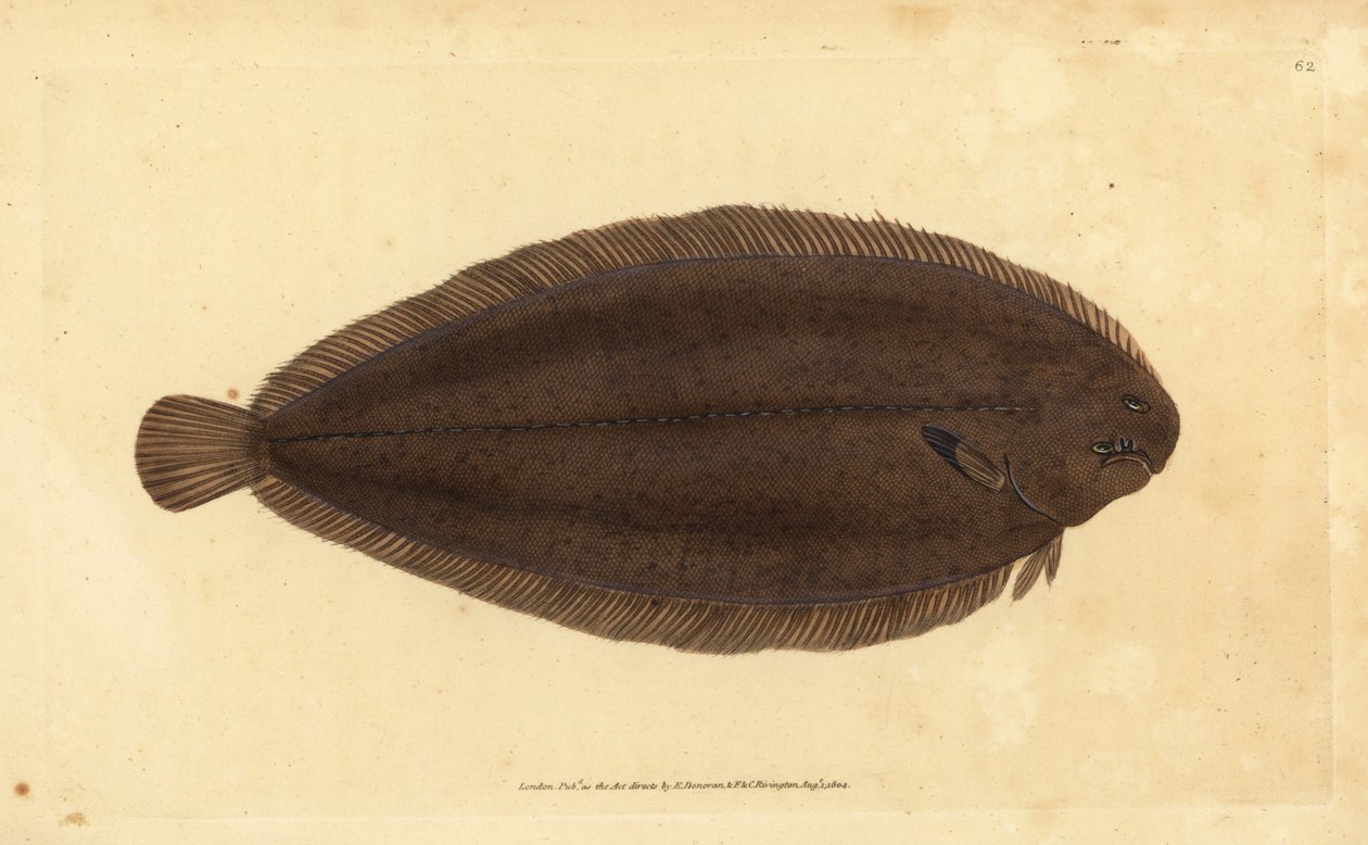 Tong of Dover tong, Solea solea (Pleuronectes solea). Handgekleurde kopergravure getekend en gegraveerd door Edward Donovan uit zijn Natural History of British Fishes, Donovan en F.C. en J. Rivington, Londen door Edward Donovan