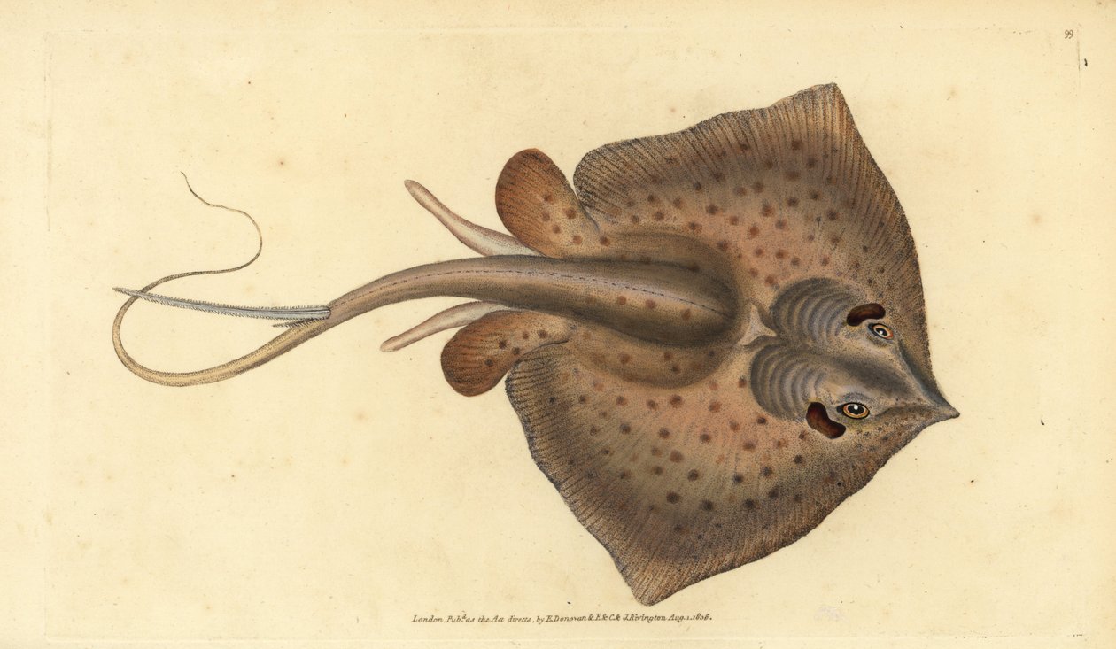 Gewone pijlstaartrog, Dasyatis pastinaca (Pijlstaartrog, Raja pastinacea). Handgekleurde koperplaat getekend en gegraveerd door Edward Donovan uit zijn Natural History of British Fishes, Donovan en F.C. en J. Rivington, Londen door Edward Donovan