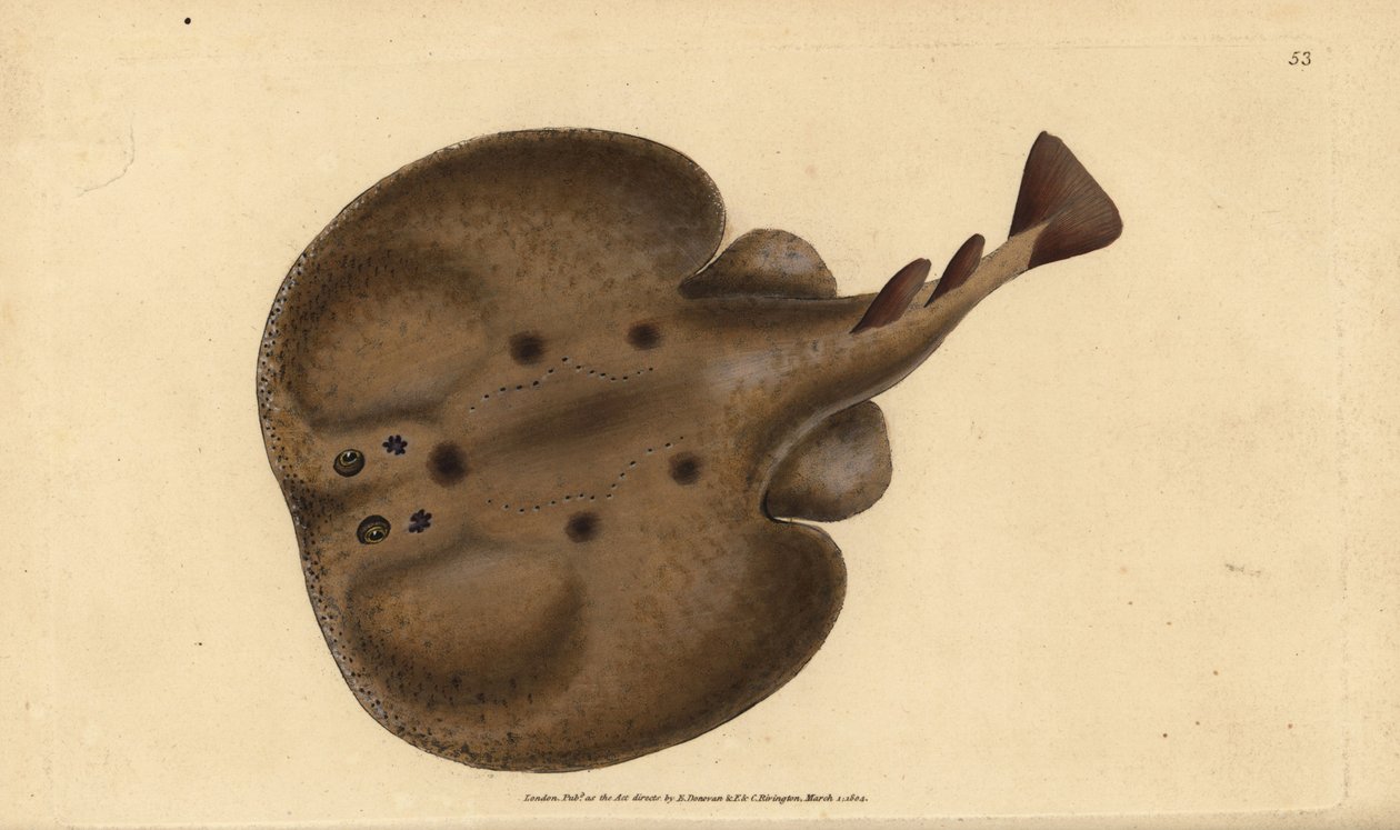 Gewone torpedo of oogrog, Raja torpedo. Handgekleurde koperplaat getekend en gegraveerd door Edward Donovan uit zijn Natural History of British Fishes, Donovan en F.C. en J. Rivington, Londen door Edward Donovan