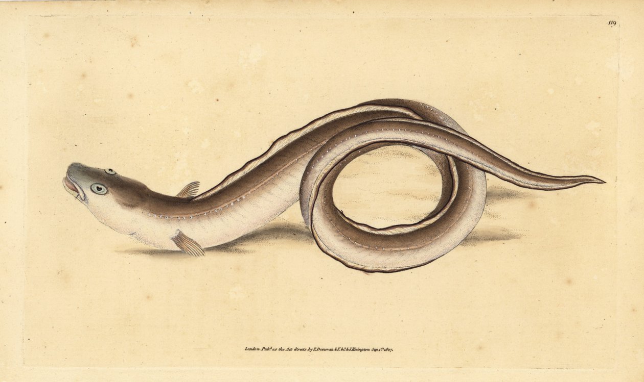 Kongeraal, Muraena conger. Handgekleurde kopergravure getekend en gegraveerd door Edward Donovan uit zijn Natural History of British Fishes, Donovan en F.C. en J. Rivington, Londen door Edward Donovan
