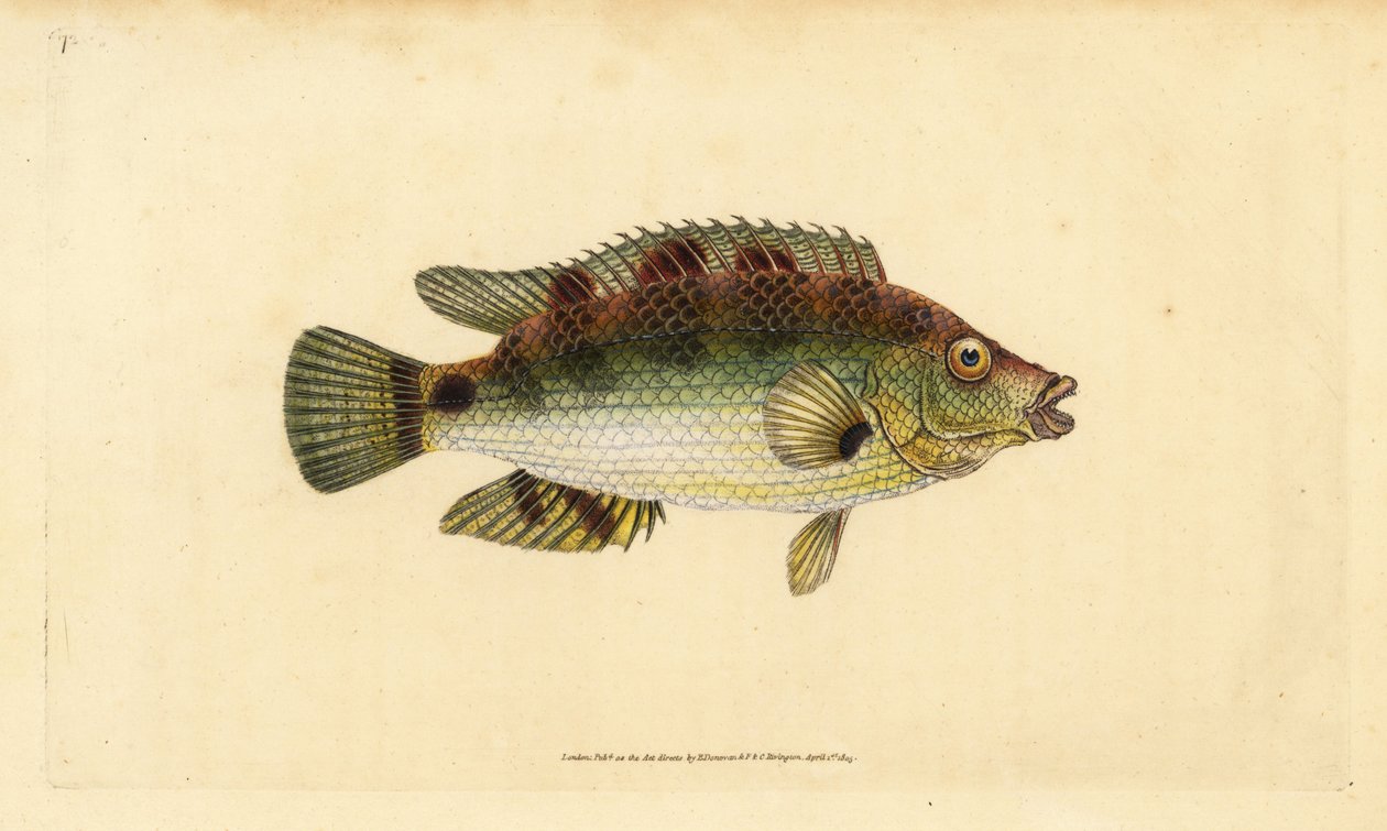 Kurkwing lipvis, Symphodus melops (Goldfinny, Labrus cornubius). Handgekleurde koperplaat getekend en gegraveerd door Edward Donovan uit zijn Natural History of British Fishes, Donovan en F.C. en J. Rivington, Londen door Edward Donovan