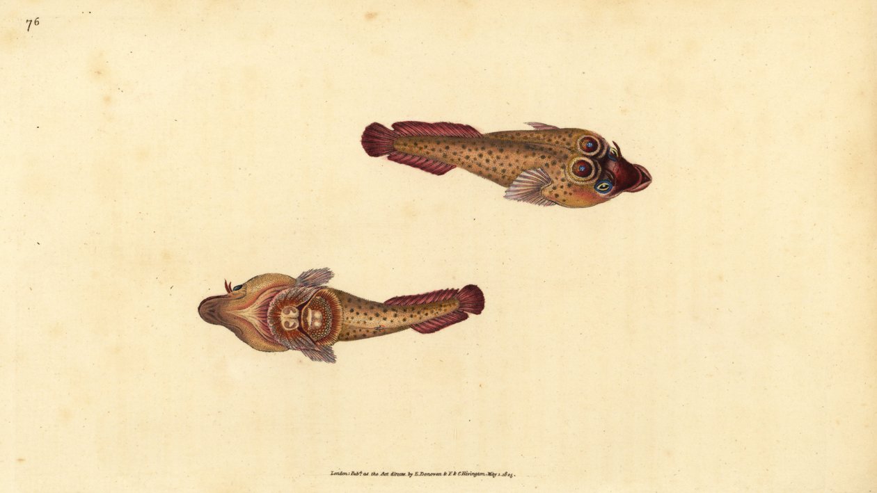 Cornische zuignap, Lepadogaster purpurea door Edward Donovan