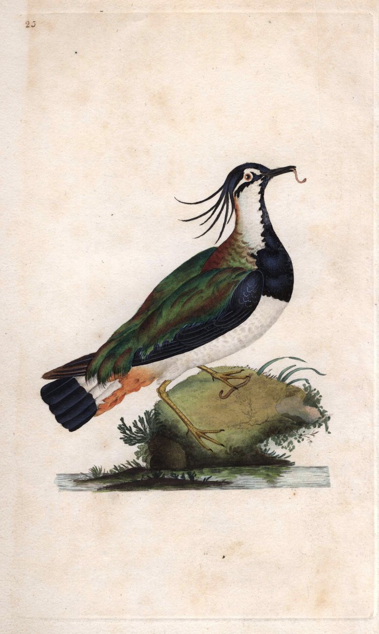 Kievit. Vanellus vanellus (Tringa vanellus). Kopergravure door Edward Donovan (1768-1837), gepubliceerd in Histoire naturelle des oiseaux britanniques, Londen door Edward Donovan