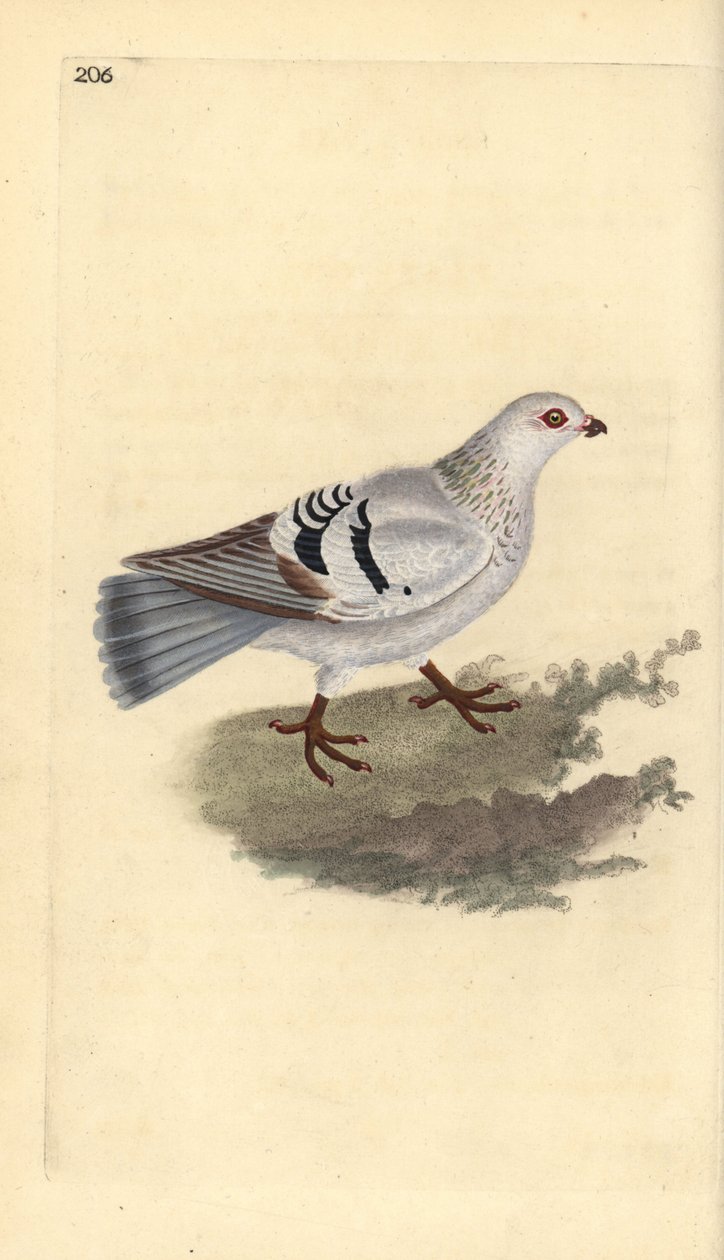 Huiskip, Columba livia domestica door Edward Donovan
