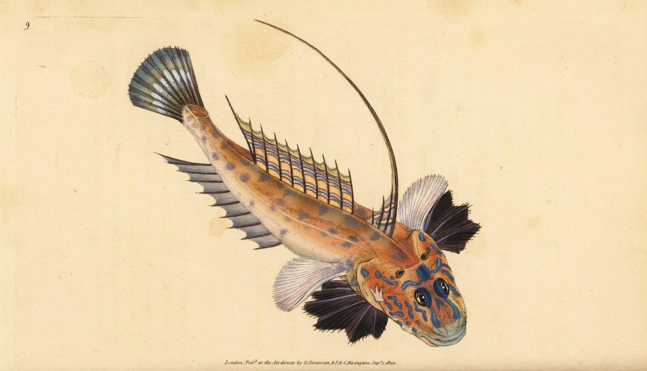 Draakvis of juweeldraakvis, Callionymus lyra door Edward Donovan