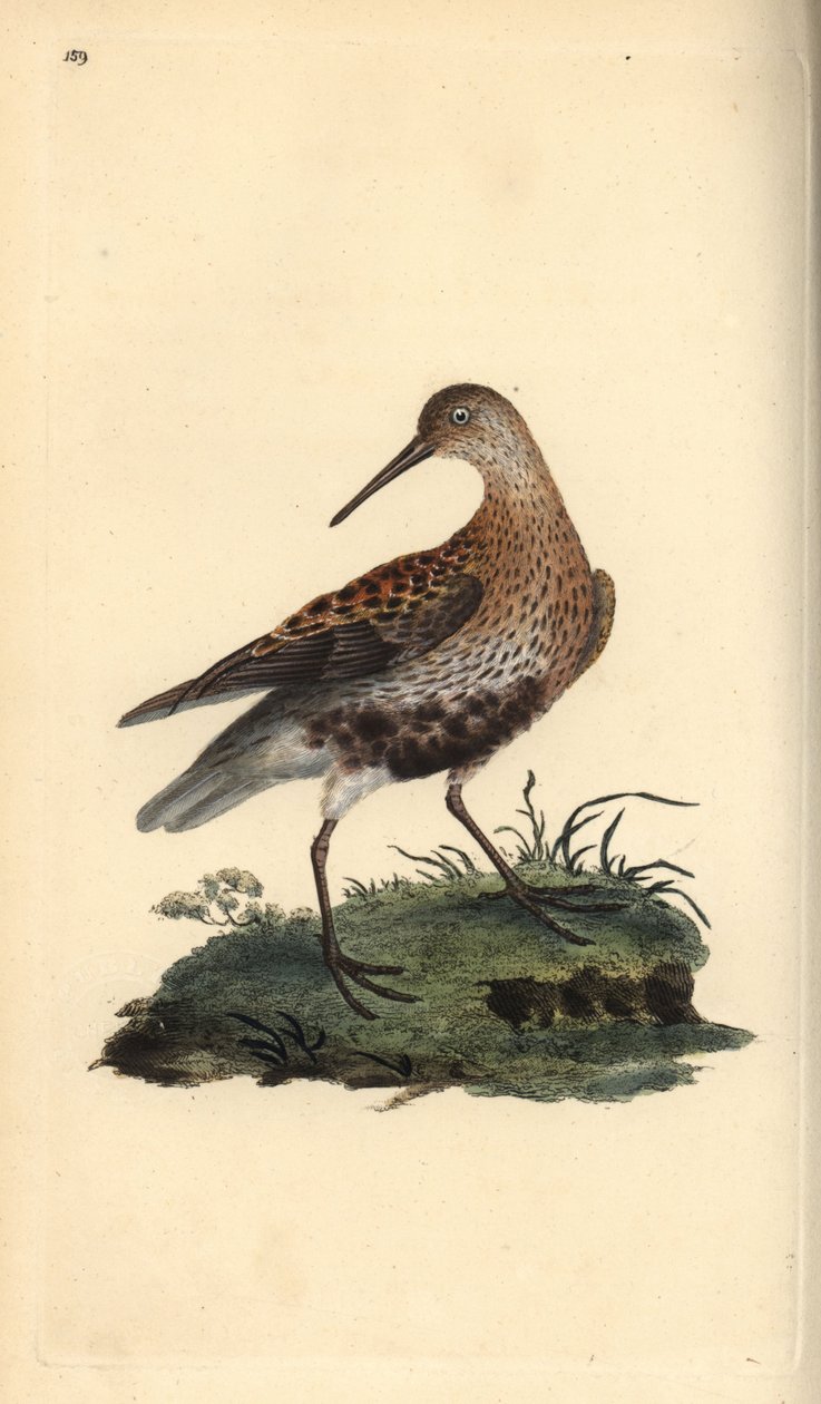 Bonte strandloper, Calidris alpina. Handgekleurde kopergravure uit 