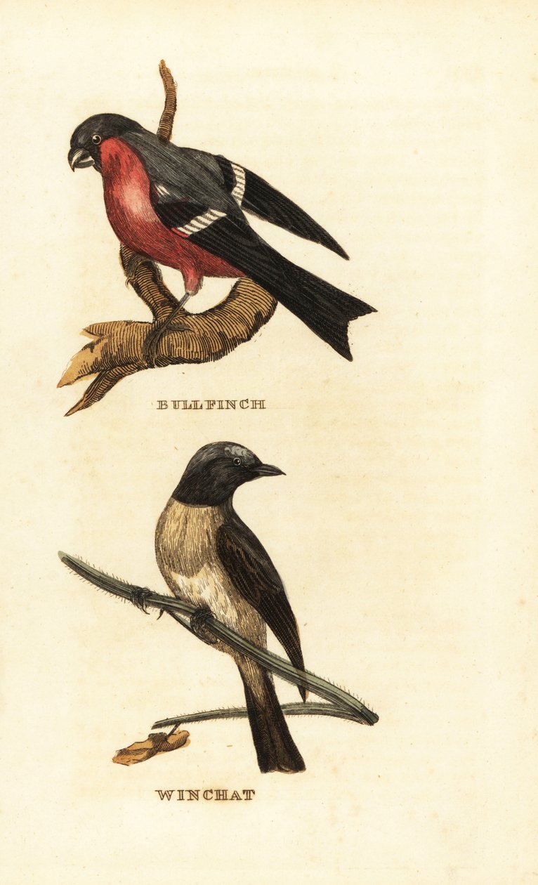 Goudvink, Pyrrhula pyrrhula, en paapje, Saxicola rubetra door Edward Donovan