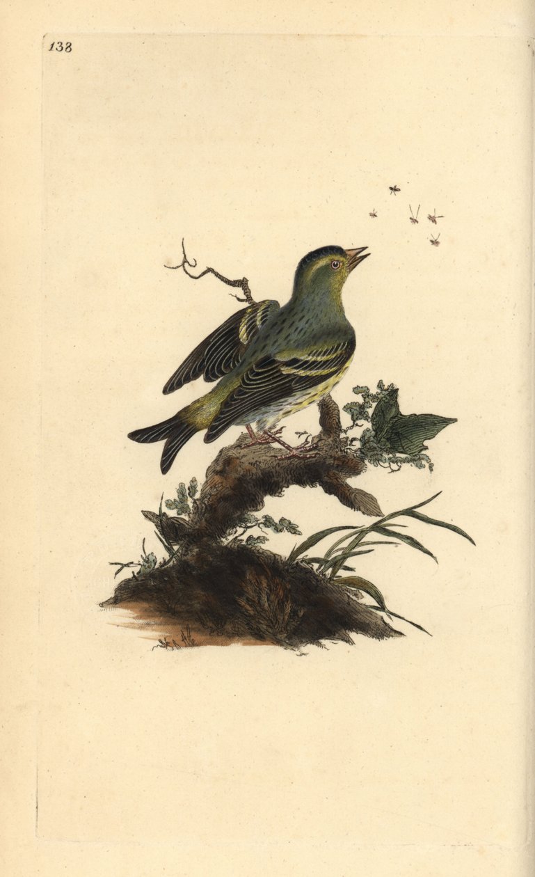Europese sijs, Carduelis spinus. Handgekleurde koperplaat getekend en gegraveerd door Edward Donovan uit zijn eigen Natural History of British Birds, Londen door Edward Donovan