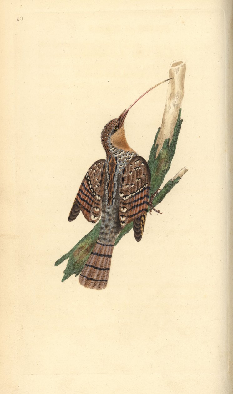 Draaihals, Jynx torquilla. Handgekleurde koperplaat getekend en gegraveerd door Edward Donovan uit zijn eigen Natural History of British Birds, Londen door Edward Donovan