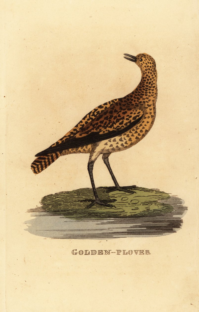 Goudplevier, Pluvialis apricaria door Edward Donovan