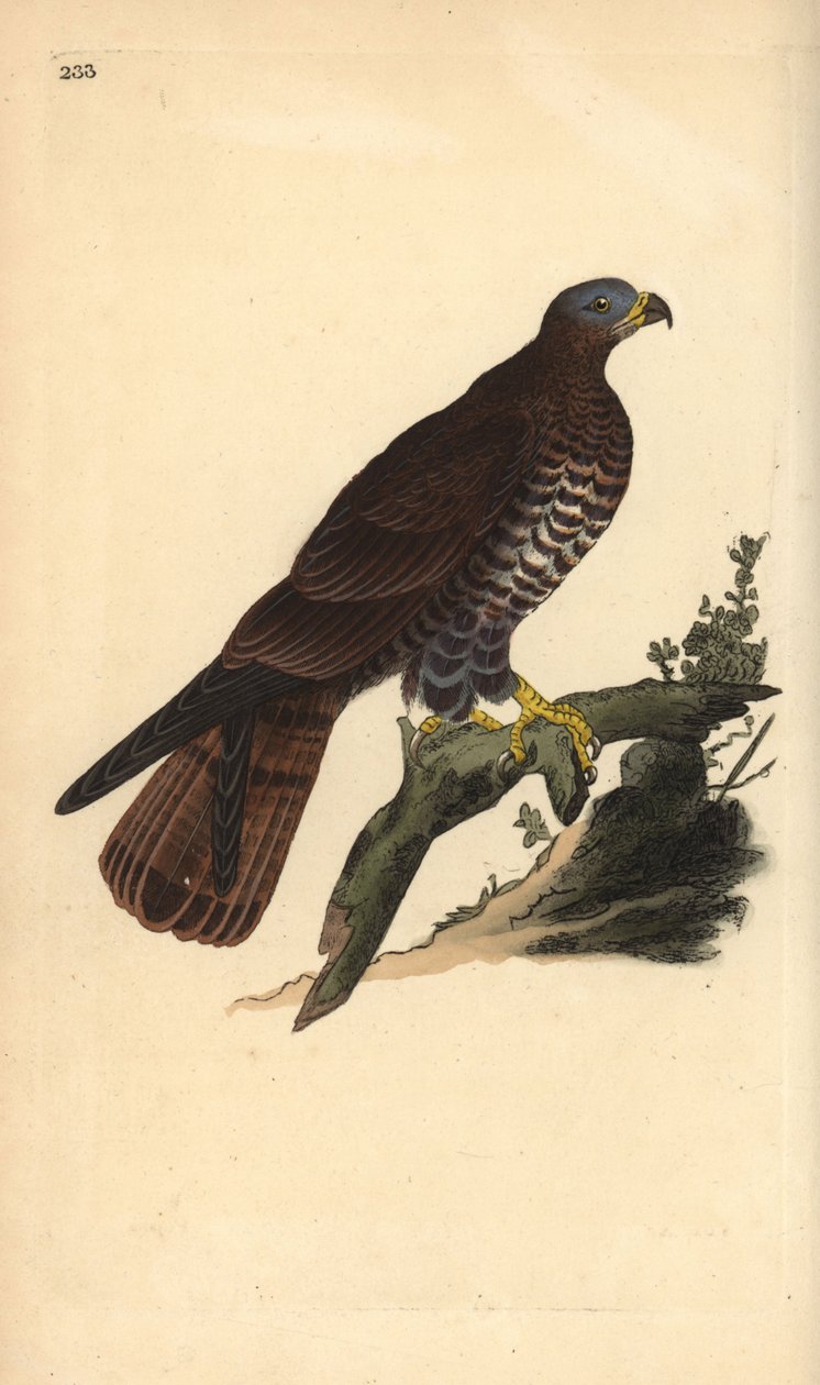 Wespendief, Pernis apivorus. Handgekleurde koperplaat getekend en gegraveerd door Edward Donovan uit zijn eigen Natural History of British Birds, Londen door Edward Donovan