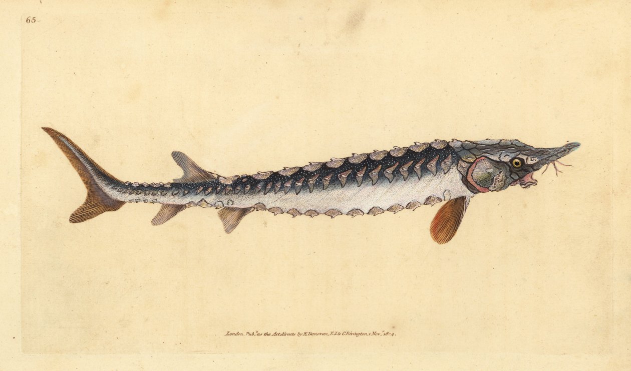 Europese of gewone steur. Ernstig bedreigd. Handgekleurde koperplaat getekend en gegraveerd door Edward Donovan uit zijn Natural History of British Fishes, Donovan en F.C. en J. Rivington, Londen door Edward Donovan