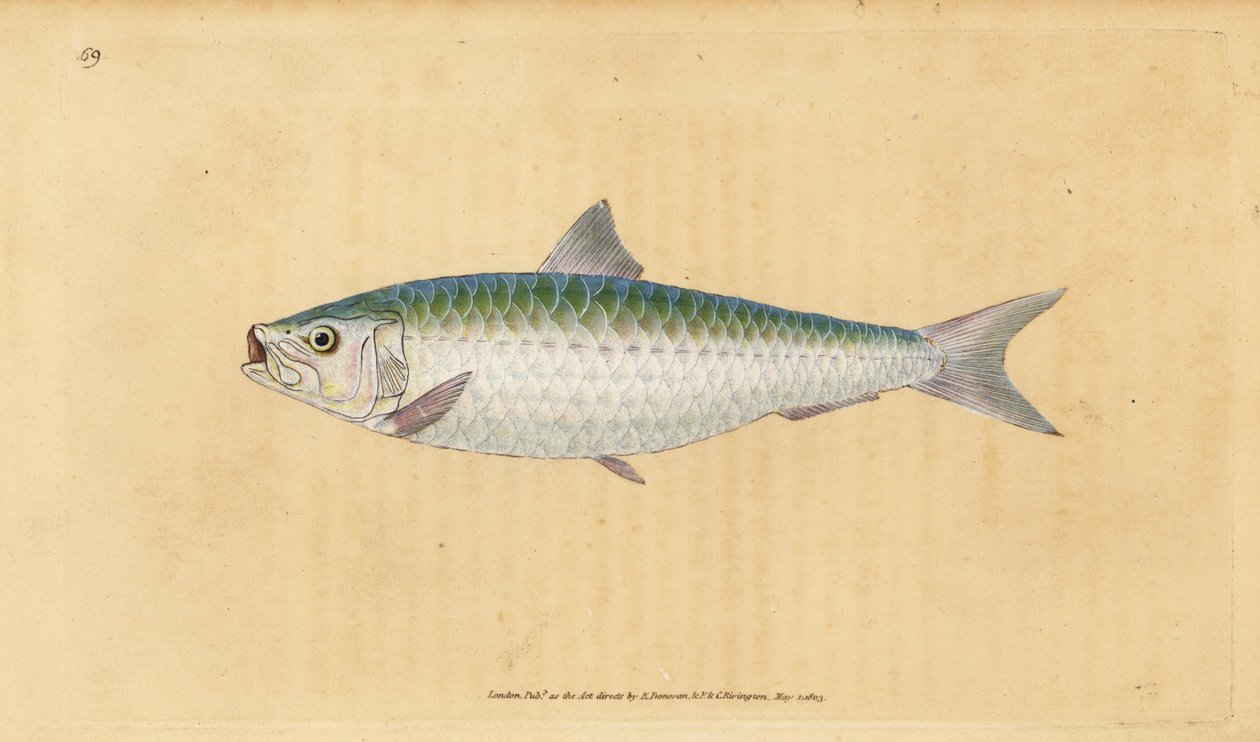 Europese sardine, Sardina pilchardus door Edward Donovan