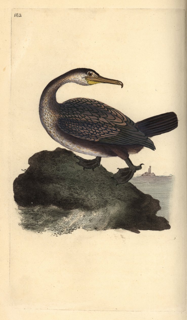 Kuifaalscholver, Phalacrocorax aristotelis. Handgekleurde koperplaat getekend en gegraveerd door Edward Donovan uit zijn eigen Natural History of British Birds, Londen door Edward Donovan
