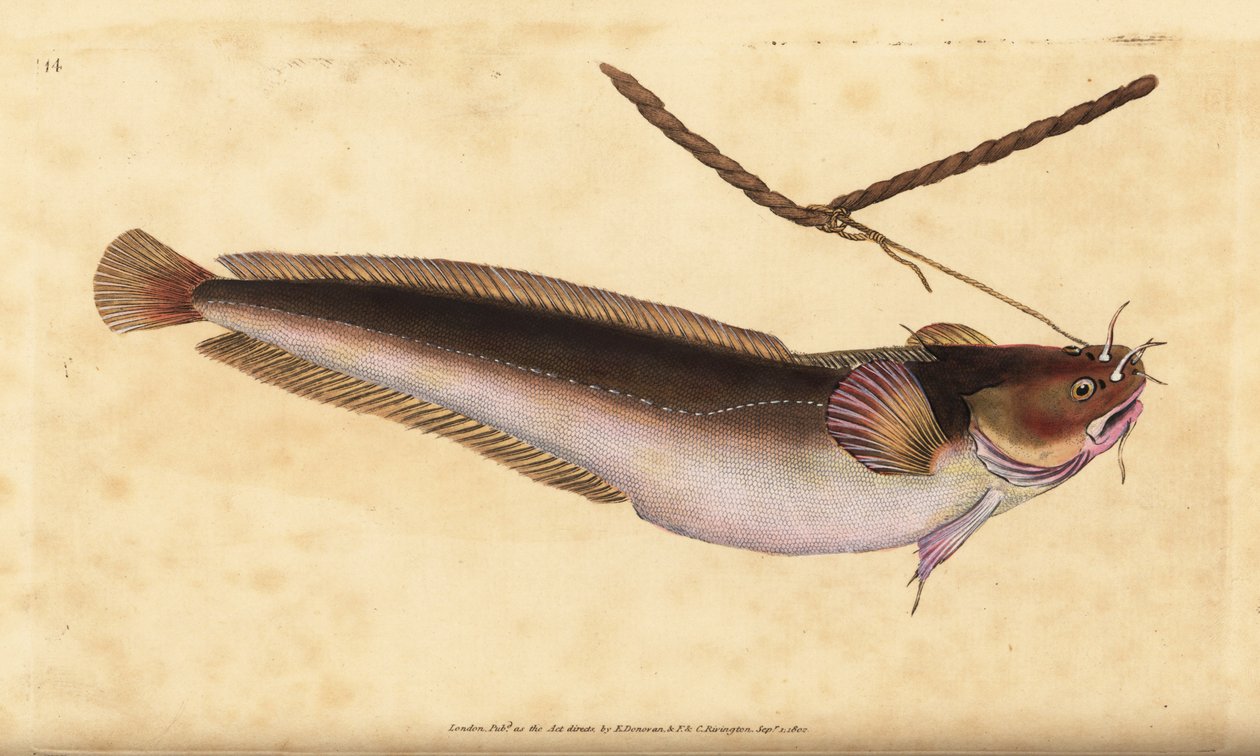 Vijfbaardkabeljauw, Ciliata mustela (Vijfbaardkabeljauw, Gadus mustela). Handgekleurde kopergravure getekend en gegraveerd door Edward Donovan uit zijn Natural History of British Fishes, Donovan en F.C. en J. Rivington, Londen door Edward Donovan