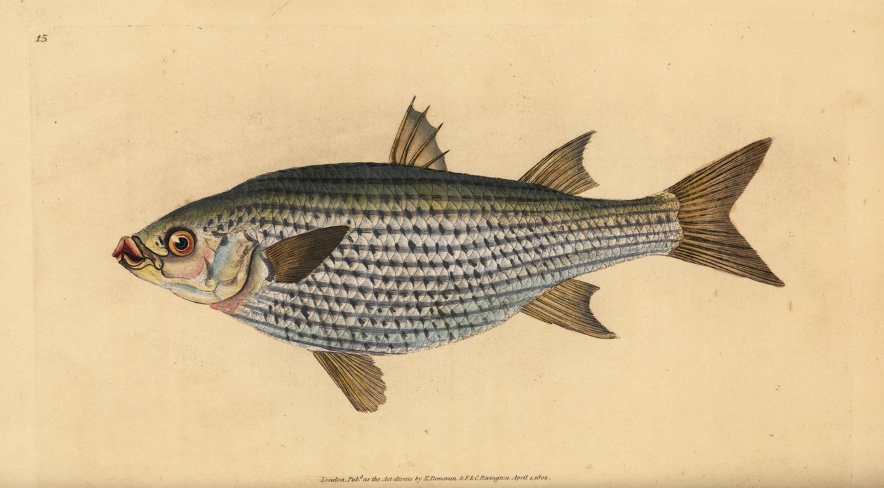 Platkop harder, Mugil cephalus door Edward Donovan