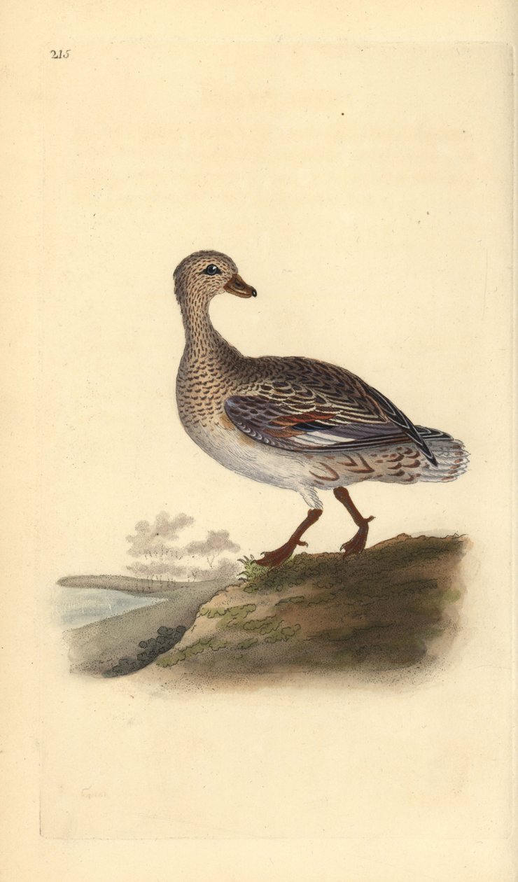Krakeend (vrouwelijk), Anas strepera door Edward Donovan