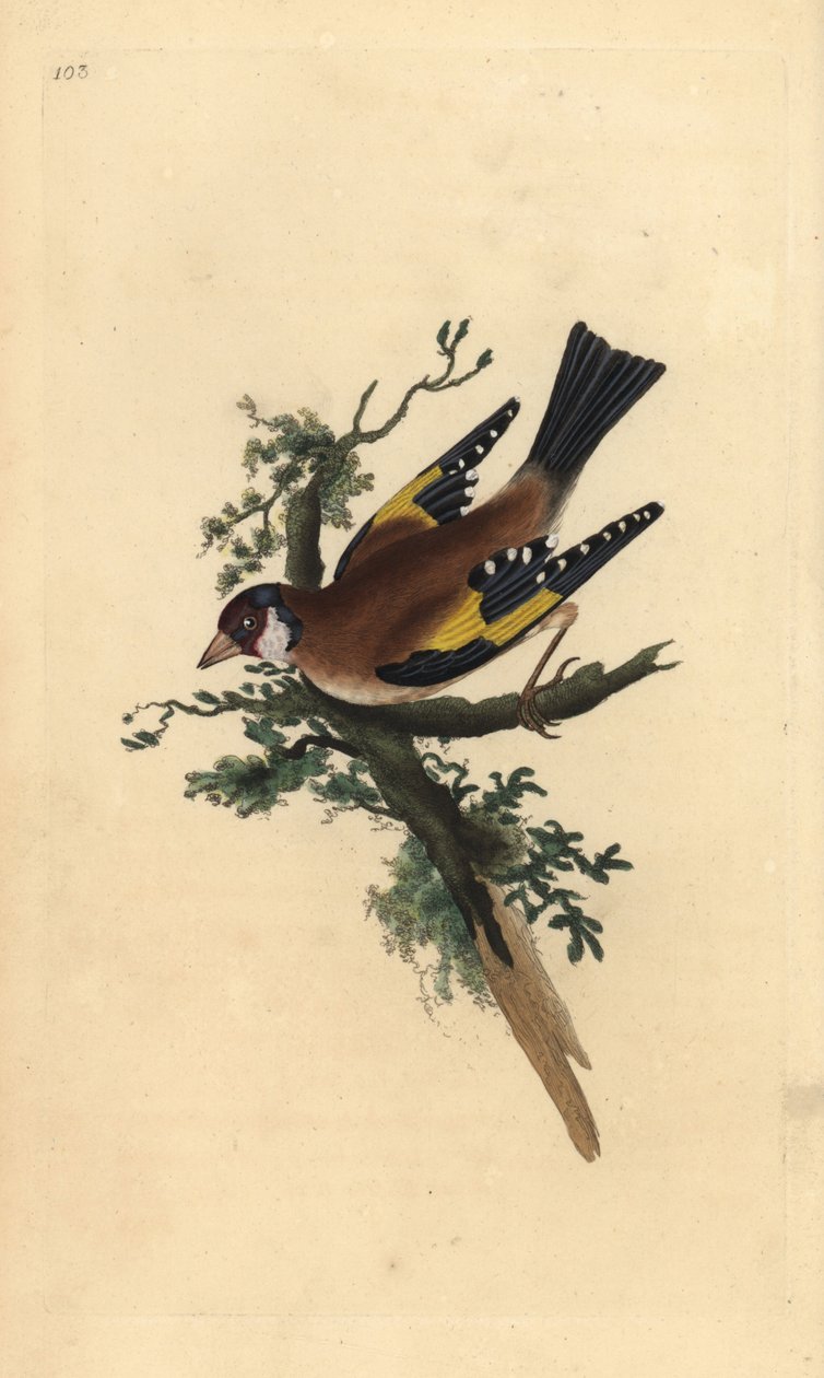 Putter, Carduelis carduelis. Handgekleurde koperplaat getekend en gegraveerd door Edward Donovan uit zijn eigen Natural History of British Birds, Londen door Edward Donovan