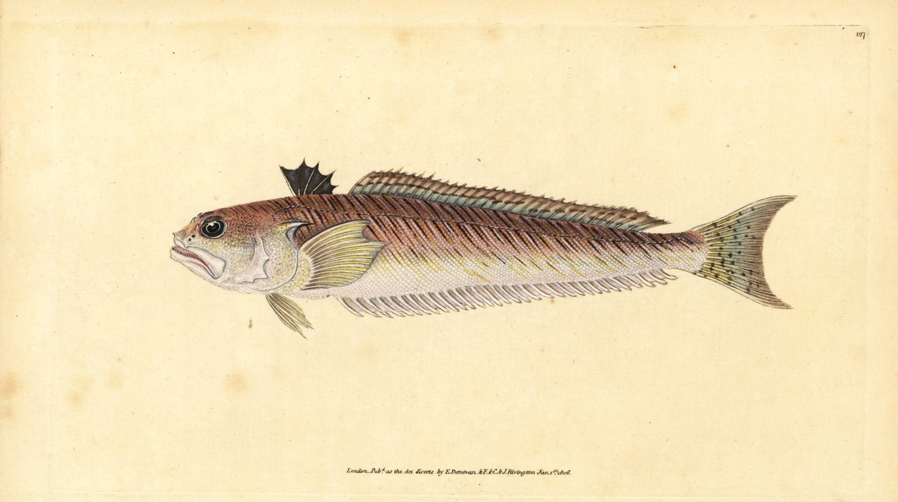 Grote pieterman, Trachinus draco (Grote pieterman of stekelbaars, Trachinus major) door Edward Donovan