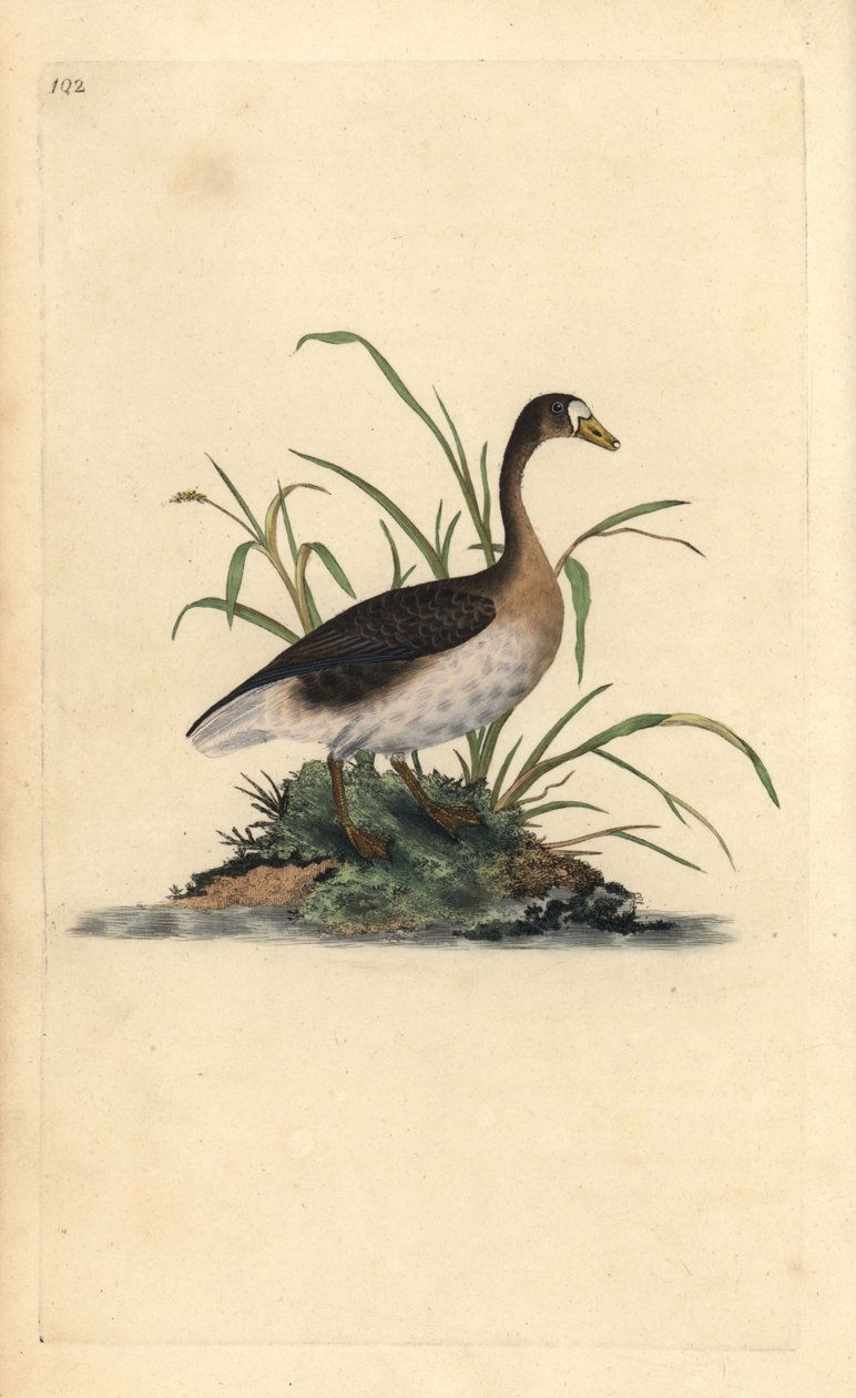 Kolgans, Anser albifrons. Handgekleurde kopergravure getekend en gegraveerd door Edward Donovan uit zijn Natural History of British Birds, Londen door Edward Donovan