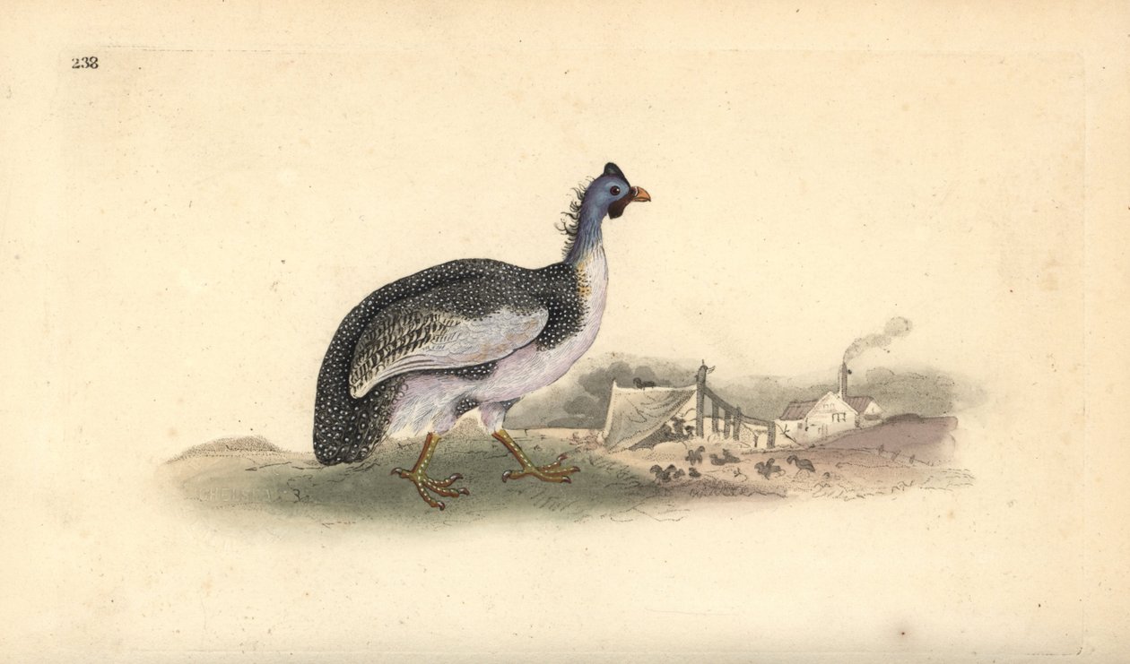 Helmperlhoen, Numida meleagris. Handgekleurde koperplaat getekend en gegraveerd door Edward Donovan uit zijn eigen Natural History of British Birds, Londen door Edward Donovan