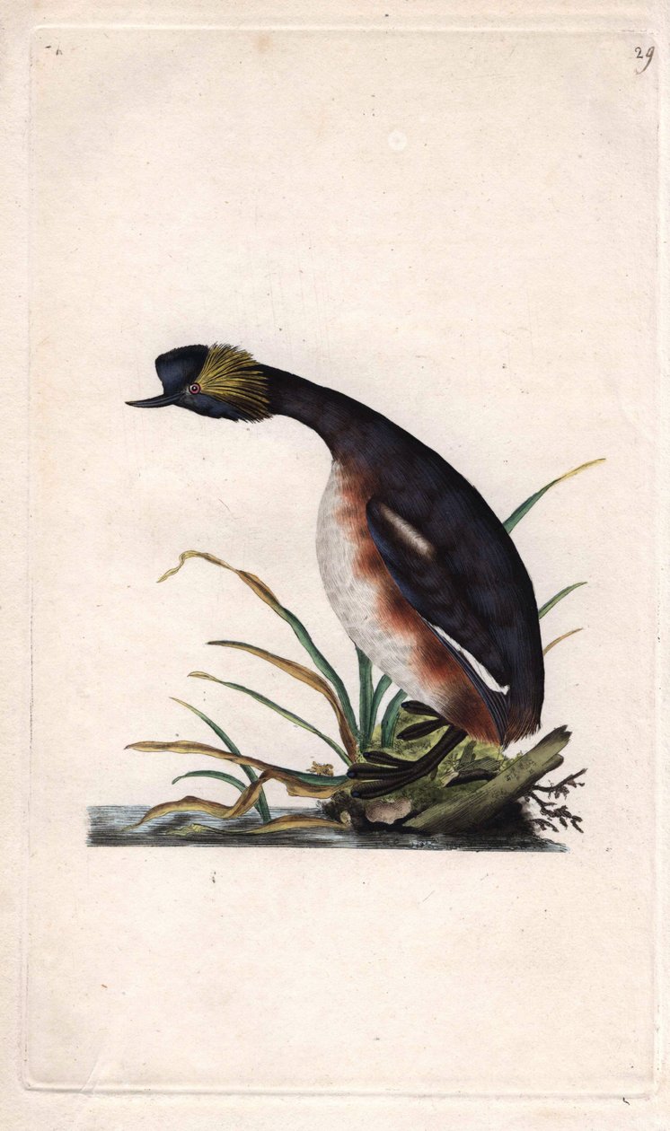 Gehoornde fuut of oorhoornfuut. Podiceps auritus (Colymbus auritus). Kopergravure door Edward Donovan (1768-1837), gepubliceerd in Histoire naturelle des oiseaux britanniques, Londen door Edward Donovan