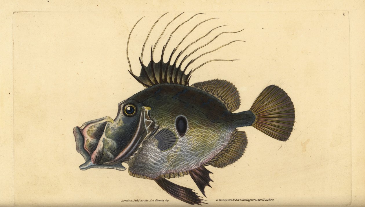 Sint-pietervis, Zeus faber. Handgekleurde koperplaat getekend en gegraveerd door Edward Donovan uit zijn Natural History of British Fishes, Donovan en F.C. en J. Rivington, Londen door Edward Donovan
