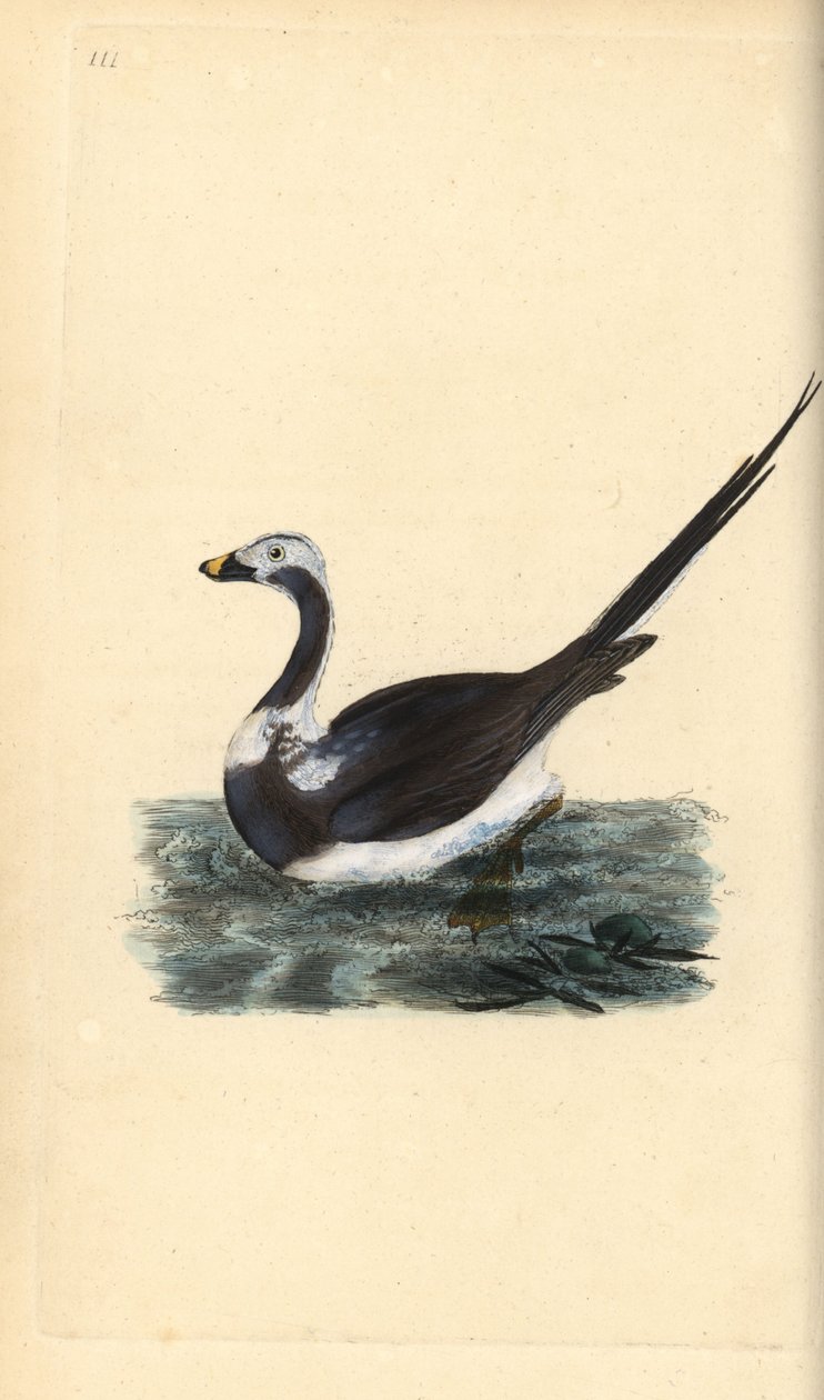IJseend, Clangula hyemalis. Kwetsbaar door Edward Donovan