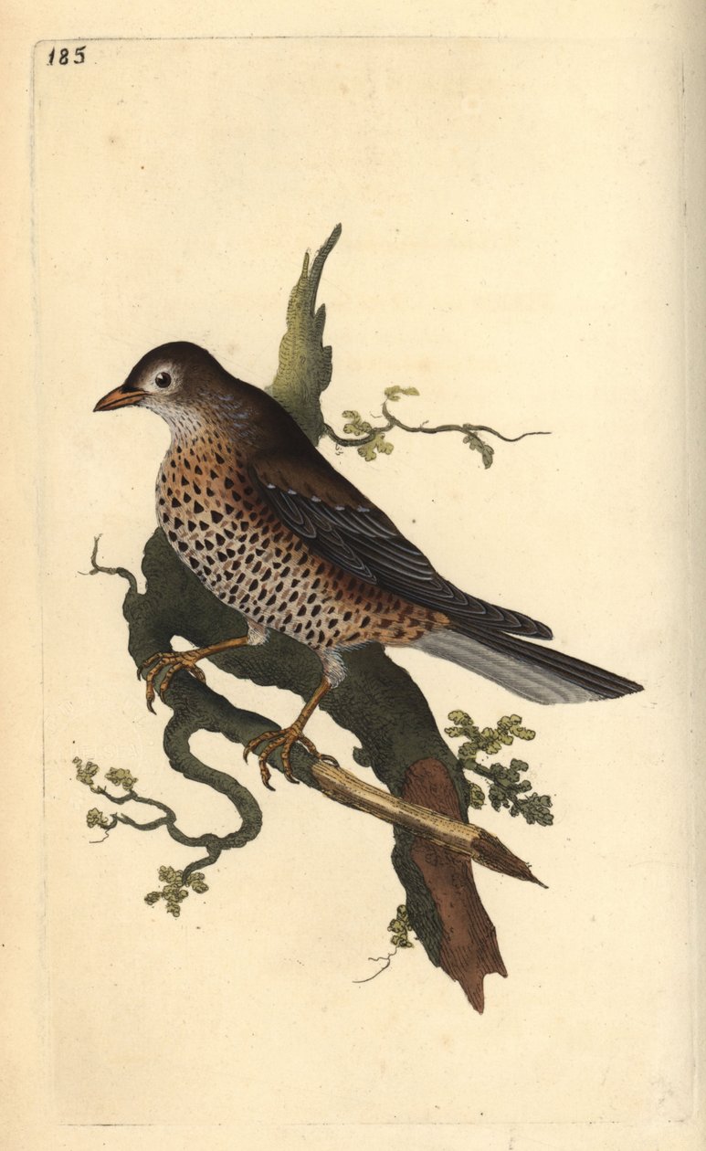 Grote lijster, Turdus viscivorus door Edward Donovan