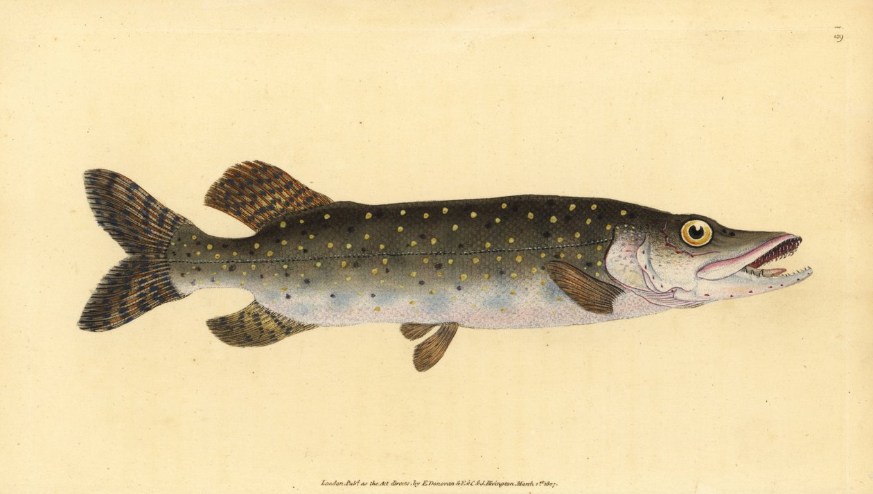 Noordelijke snoek, Esox lucius. Handgekleurde kopergravure getekend en ...