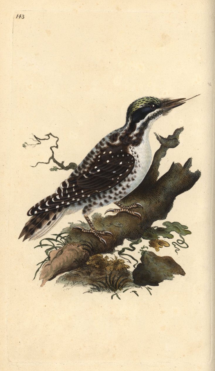 Noordelijke drieteenspecht. Picoides tridactylus. Handgekleurde koperplaat getekend en gegraveerd door Edward Donovan uit zijn eigen Natural History of British Birds, Londen door Edward Donovan