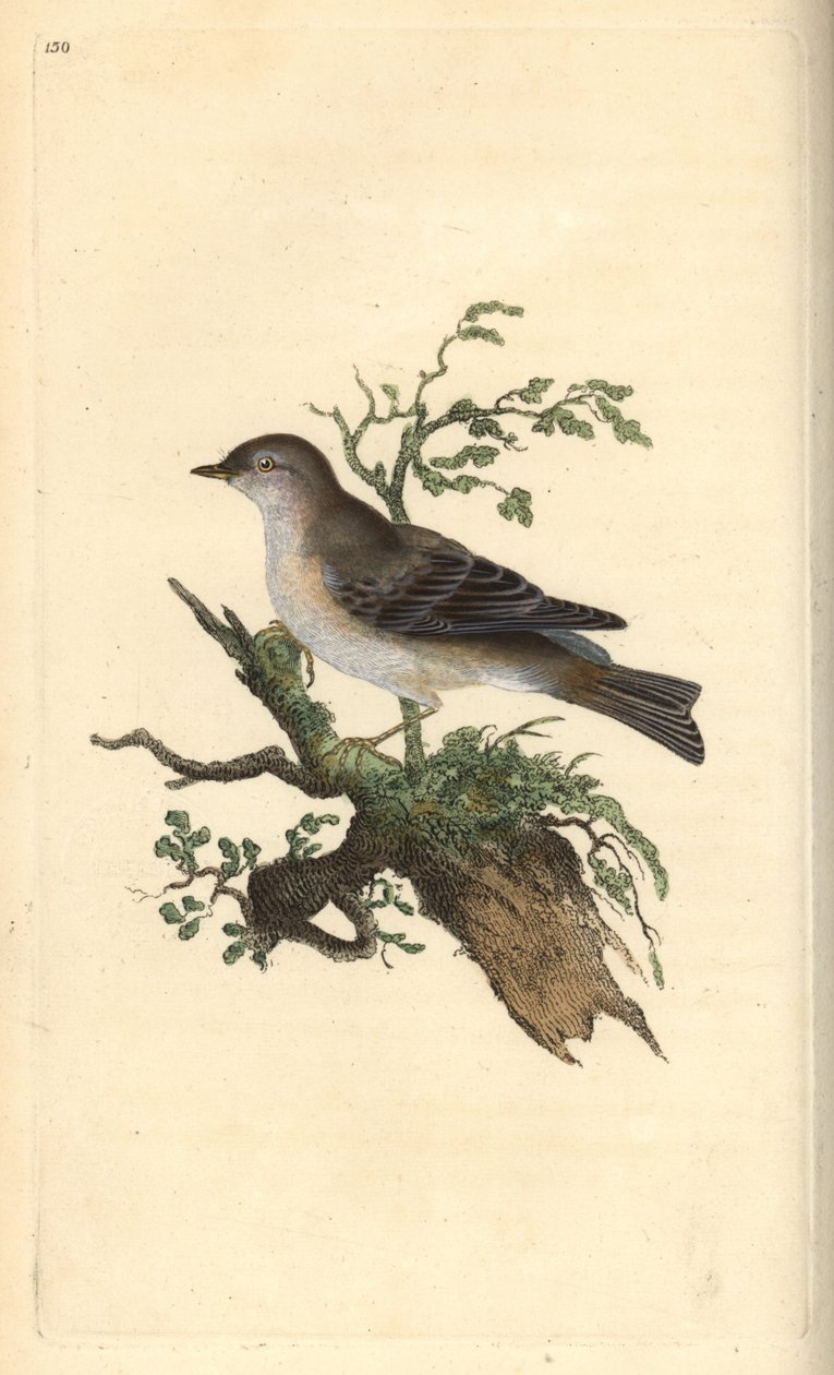 Orpheusgrasmus, Sylvia hydrtensis, of grote grasmus. Handgekleurde koperplaat getekend en gegraveerd door Edward Donovan uit zijn eigen Natural History of British Birds, Londen door Edward Donovan