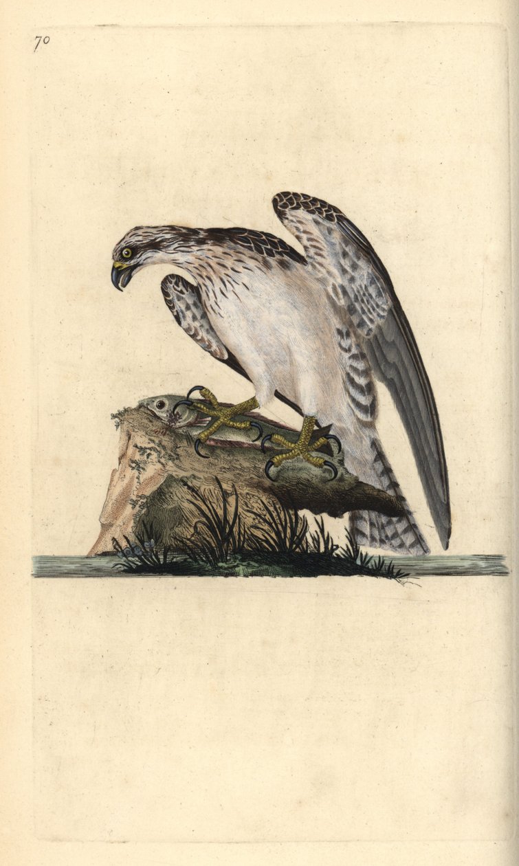 Visarend, Pandion haliaetus, staand op een gevangen vis. Handgekleurde kopergravure getekend en gegraveerd door Edward Donovan uit zijn Natural History of British Birds, Londen door Edward Donovan