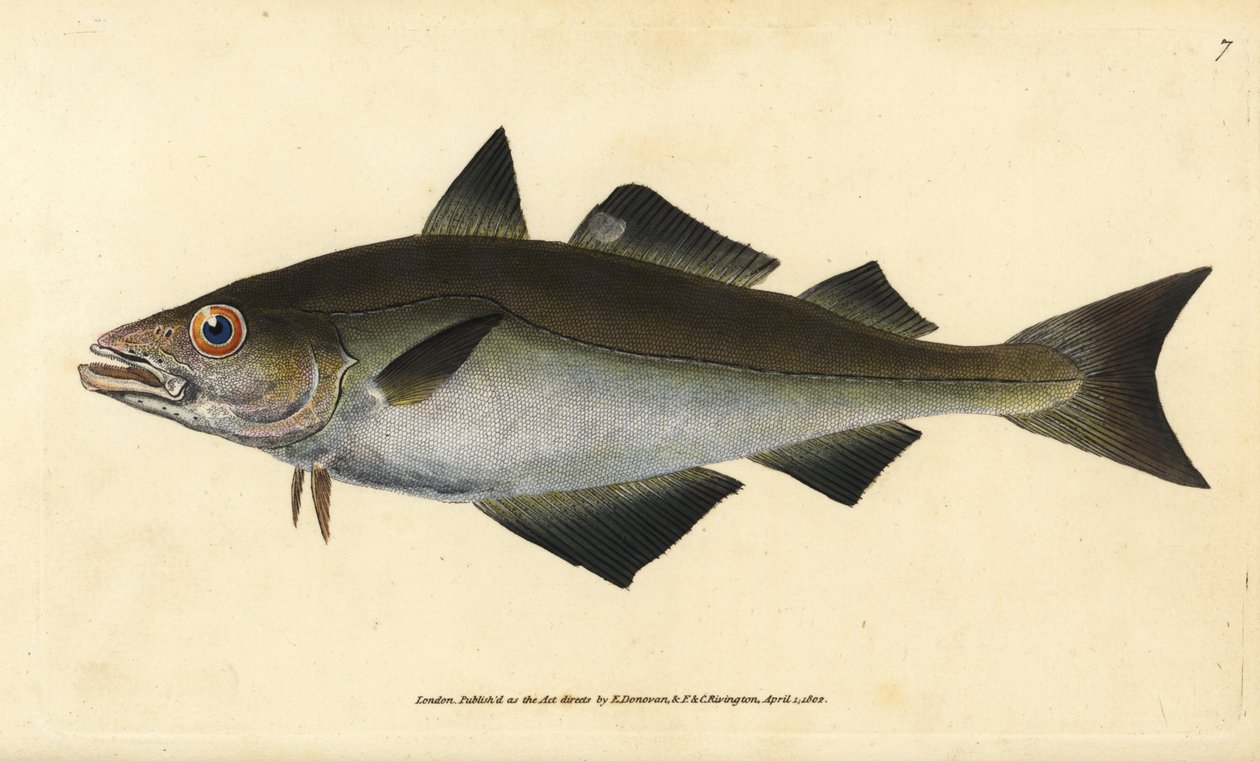 Pollak, Pollachius pollachius (Witvis pollak, Gadus pollachius). Handgekleurde koperplaat getekend en gegraveerd door Edward Donovan uit zijn Natural History of British Fishes, Donovan en F.C. en J. Rivington, Londen door Edward Donovan