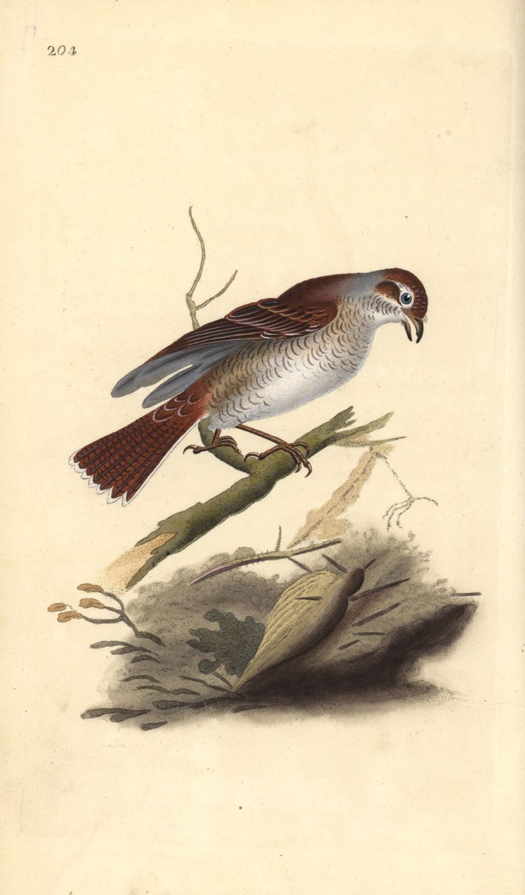 Grauwe klauwier (vrouwelijk), Lanius collurio door Edward Donovan