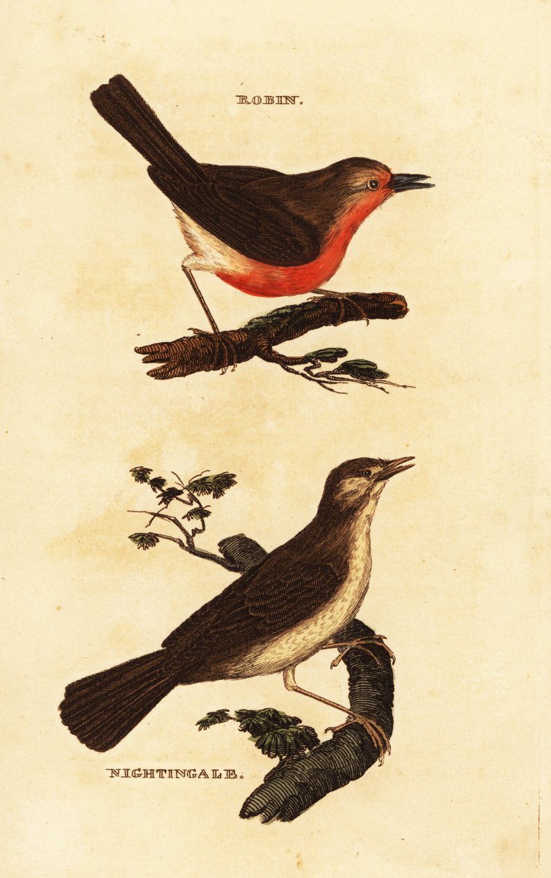 Roodborstje, Erithacus rubecula, en nachtegaal, Luscinia megarhynchos door Edward Donovan